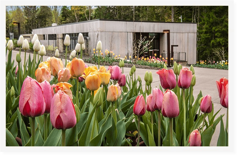Tulips at the Pittsburgh Botanic Garden